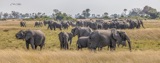 Tubu Tree - Elephant convention